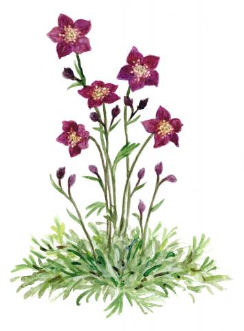 Arendsi kivirik (Saxifraga x arendsii)