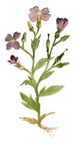 Harilik aubrieeta (Aubrieta deltoidea)