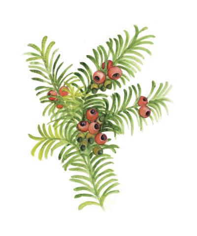 Harilik jugapuu (Taxus baccata)