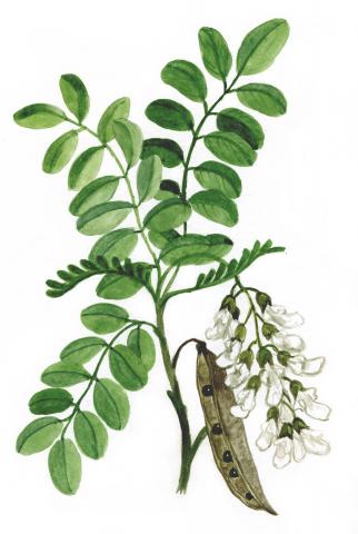 Harilik robiinia (Robinia pseudoacacia)