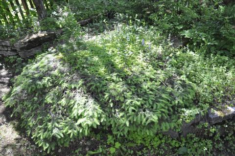 Harilik jänesekapsas (Oxalis acetosella)