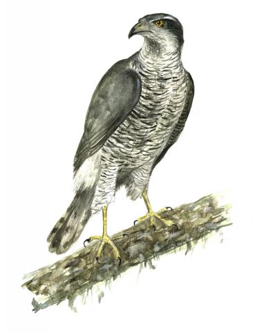 Kanakull (Accipiter gentilis)
