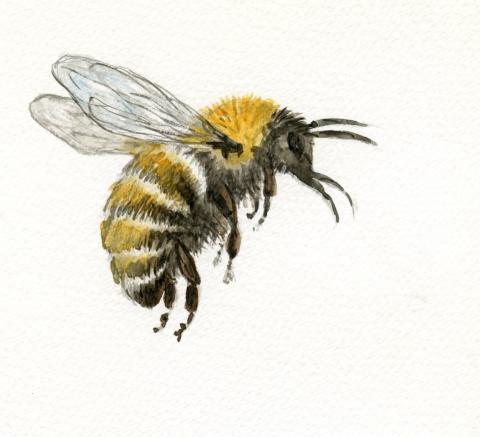 Kimalased (Bombus sp)