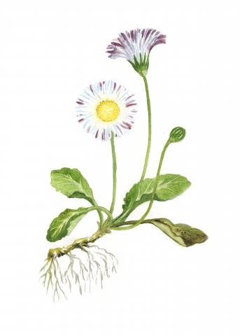 Harilik kirikakar (Bellis perennis)