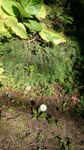 Harilik kirikakar (Bellis perennis)