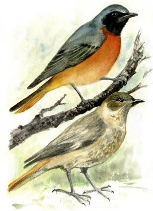 Lepalind (Phoenicurus phoenicurus)