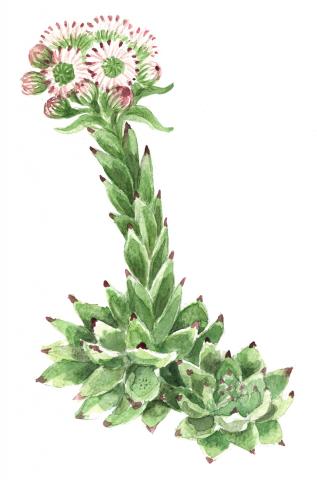 Mägisibul (Sempervivum sp)