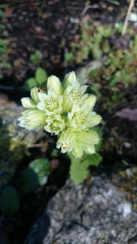 Mägisibul (Sempervivum sp)