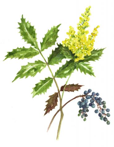 Läiklehine mahoonia (Mahonia aquifolium)