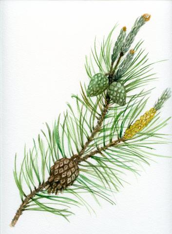 Harilik mänd (Pinus sylvestris)