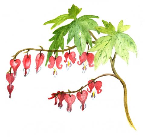Harilik murtudsüda (Dicentra spectabilis)