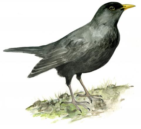 Musträstas (Turdus merula). Pildil on ainult isaslind.