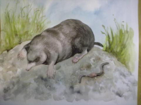 Mutt (Talpa europaea)