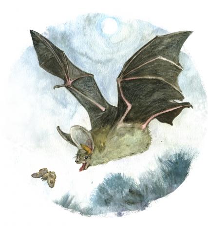 Suurkõrv (Plecotus auritus)