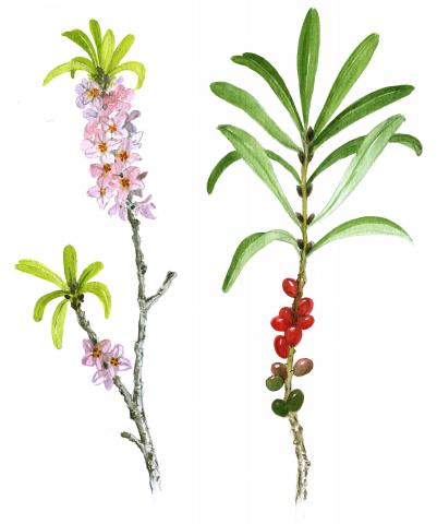 Harilik näsiniin (Daphne mezereum)