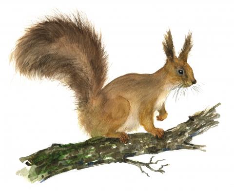 Orav (Sciurus vulgaris)