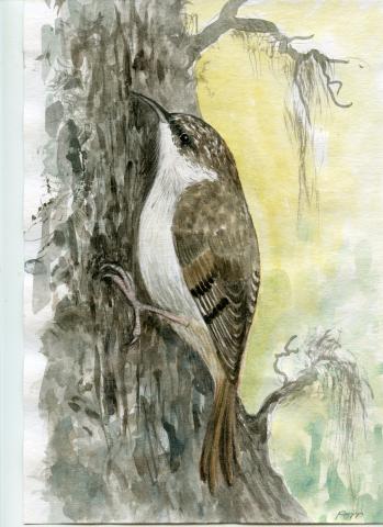 Porr (Certhia familiaris)