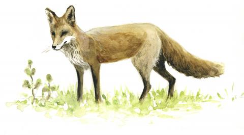 Rebane (Vulpes vulpes)