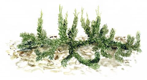 Roomav kuusk (Picea abies 'Repens’)