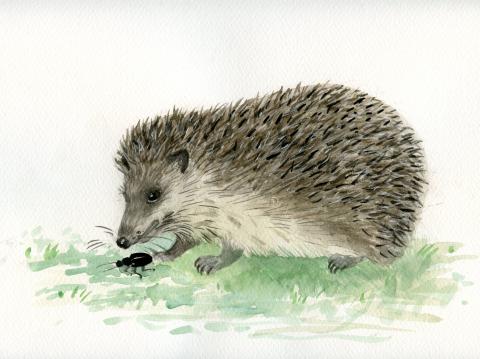 Siil (Erinaceus europaeus)