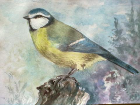 Sinitihane (Parus caeruleus)