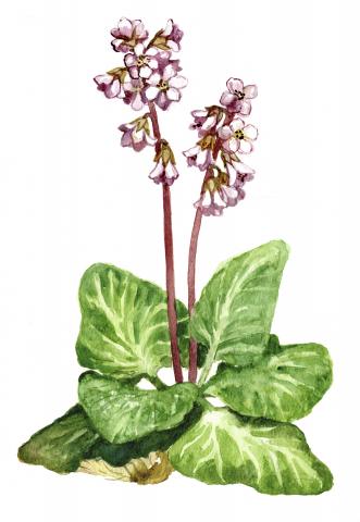 Südajalehine bergeenia (Bergenia cordifolia)