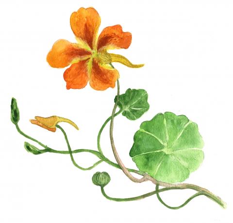 Suur mungalill (Tropaeolum majus)
