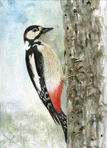 Suur-kirjurähn (Dendrocopos major)