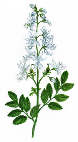 Valge diktamnus (Dictamnus albus)